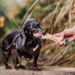 ¿Qué los hace únicos? Se acerca el Día Mundial del Perro Perro