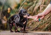¿Qué los hace únicos? Se acerca el Día Mundial del Perro Perro
