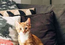 Gatos y perros Indoor ¿Por qué viven más? Gatos y perros