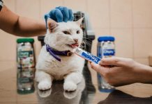 ¿Tu gato es obeso? Atención con estas enfermedades y cómo prevenirlas Gato