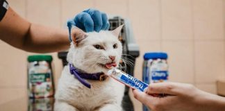 Gato