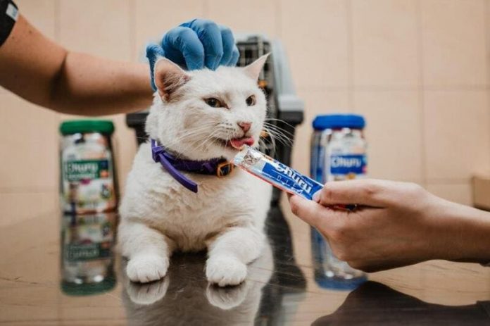 Gato