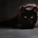 El Día Internacional del Gato se conmemora tres veces al año: ¿qué obliga la ley chilena a quienes viven con un felino? Día Internacional del Gato