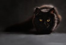 Día Internacional del Gato