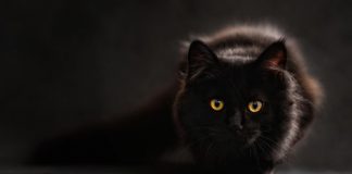 Día Internacional del Gato
