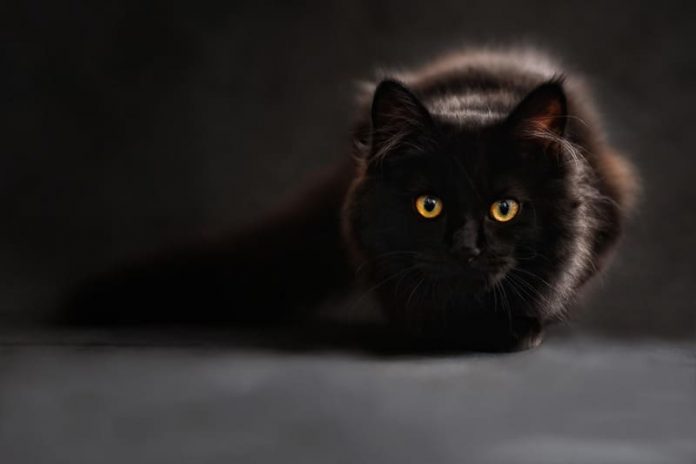 Día Internacional del Gato Día Internacional del Gato