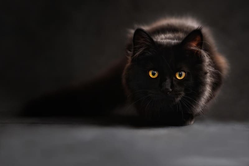 Día Internacional del Gato