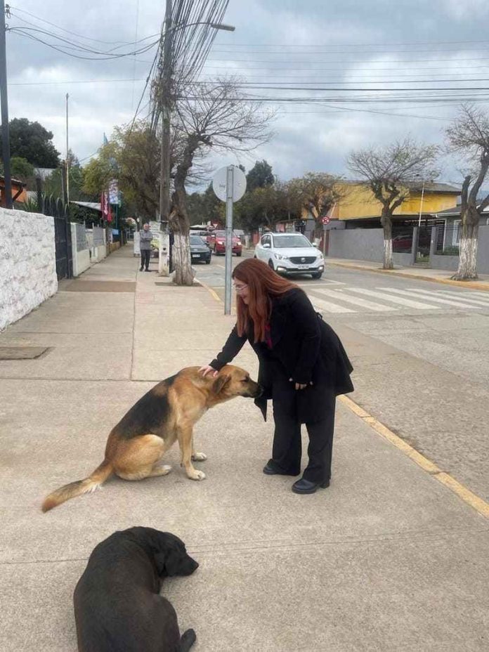 Perros
