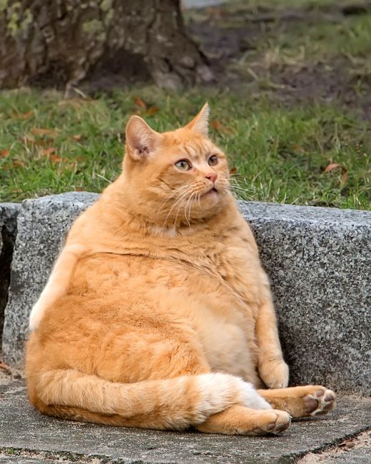 Gato 2