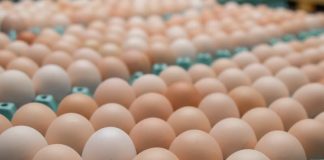Chilehuevos