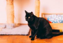 Día del Gato Negro