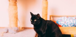 Día del Gato Negro