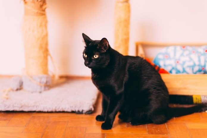 Pexels - Gato negro 2 Día del Gato Negro