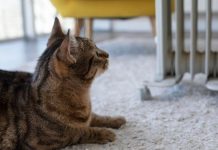 57,3% de los hogares chilenos tiene al menos un gato: ¿agosto es también el mes de los pelos?