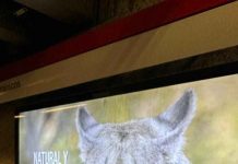 Día del Puma: WWF Chile lanza con Metro una tarjeta Bip! y propone un enfoque de coexistencia con este gran felino WWF Chile