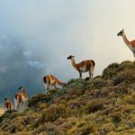 Día de los Parques Nacionales: WWF Chile destaca sus beneficios y llama a cerrar las brechas para una conservación efectiva WWF Chile