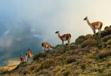 WWF Chile