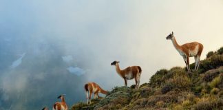 WWF Chile