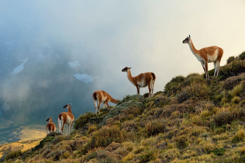 WWF Chile