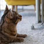 6 de cada 10 hogares chilenos tiene al menos un gato Gato