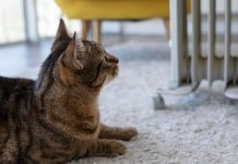 Gato