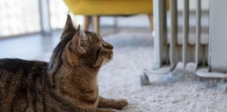 Gato