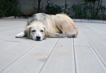 Los alimentos típicos que pueden poner en riesgo a las mascotas en Fiestas Patrias Mascotas