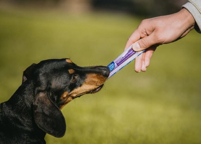 Perro Churu 1 Perro
