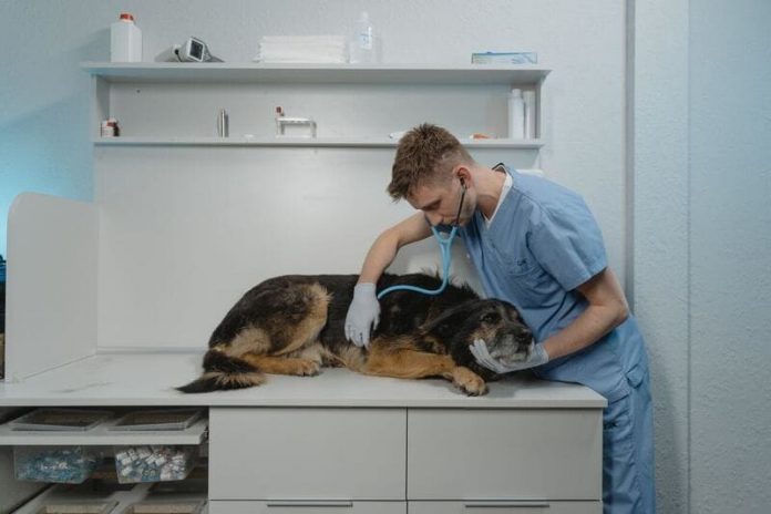 veterinario Mascotas