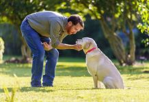 La obesidad afecta la salud de perros Perros