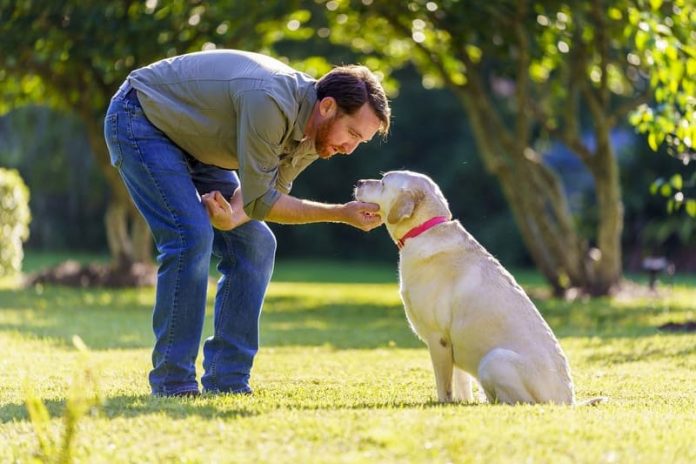 Perros