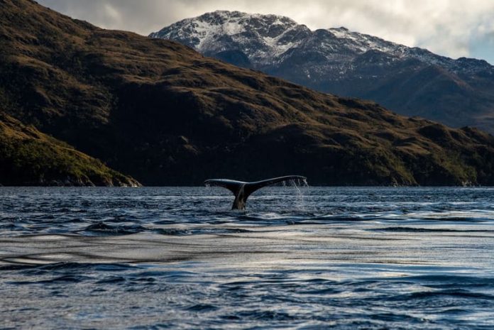 Ballena Jorobada Patagonia Chile Créd_Cristóbal Olivares Greenpeace medio ambiente