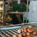 Sostenibilidad a medias: 9 de cada 10 grandes empresas alimentarias presentan escasa evidencia de mejoras en bienestar animal Sinergia Animal