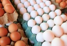 Día del Huevo: no todos se producen igual, ¿qué cambia para las gallinas? Día del Huevo