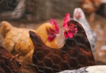 El negocio del huevo enfrenta un cambio global: informe advierte los riesgos de seguir produciendo con jaulas Huevos