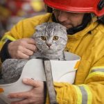 Desastres naturales y mascotas: Consejos para garantizar su bienestar Mascotas