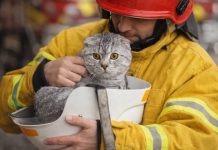 Desastres naturales y mascotas: Consejos para garantizar su bienestar Mascotas