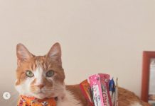 Halloween y mascotas ¿Cómo evitar que una noche de diversión termine en el veterinario? Mascotas