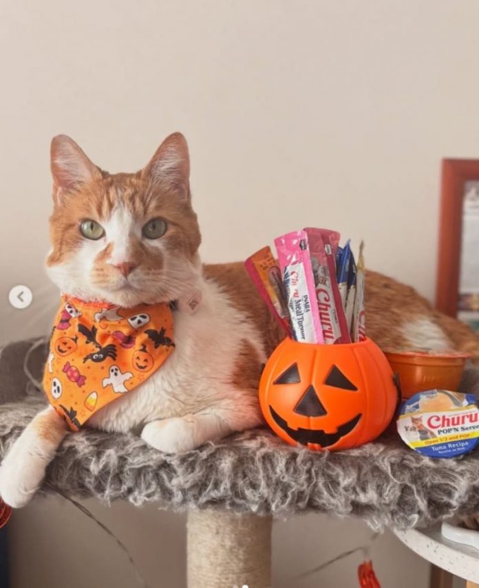 Elgatopanqueque Mascotas
