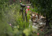Gansos, bicicletas y una casona centenaria: la otra historia del vino que se descubre en Chimbarongo gansos