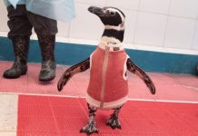 De Chile al mundo: los pingüinos con body de cobre que se convirtieron en fenómeno internacional pingüinos
