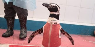 pingüinos