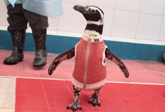 Foto Pinguinos 3 (1) pingüinos