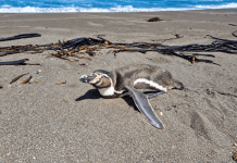Pingüinos