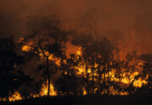 Chile sin Ley de Incendios luego de tres años de tramitación: WWF llama a su aprobación inmediata ante la mayor amenaza ambiental y social del verano en el país WWF Chile