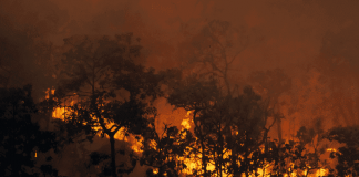 WWF Chile
