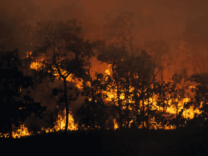 Incendios forestales 2 WWF Chile