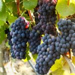 La temporada 2027 ya comenzó: lo que ocurre hoy en el viñedo empieza a definir el vino de mañana viñedo