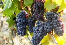 La temporada 2027 ya comenzó: lo que ocurre hoy en el viñedo empieza a definir el vino de mañana viñedo