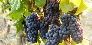 viñedo